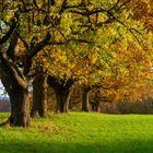 Obstbäume im Herbst