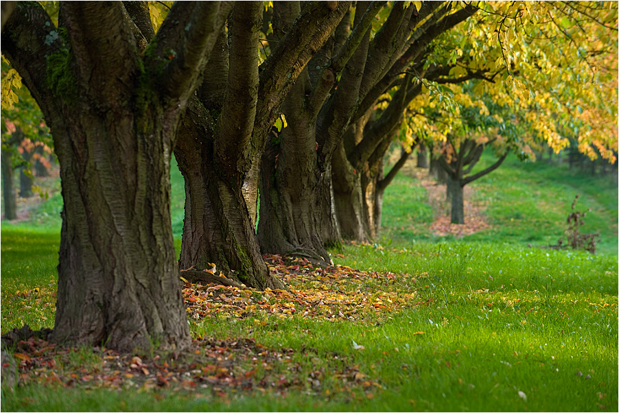 Obstbäume im Herbst