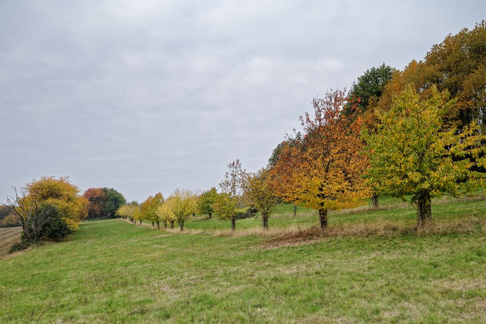 Obstbäume im Herbstkleid