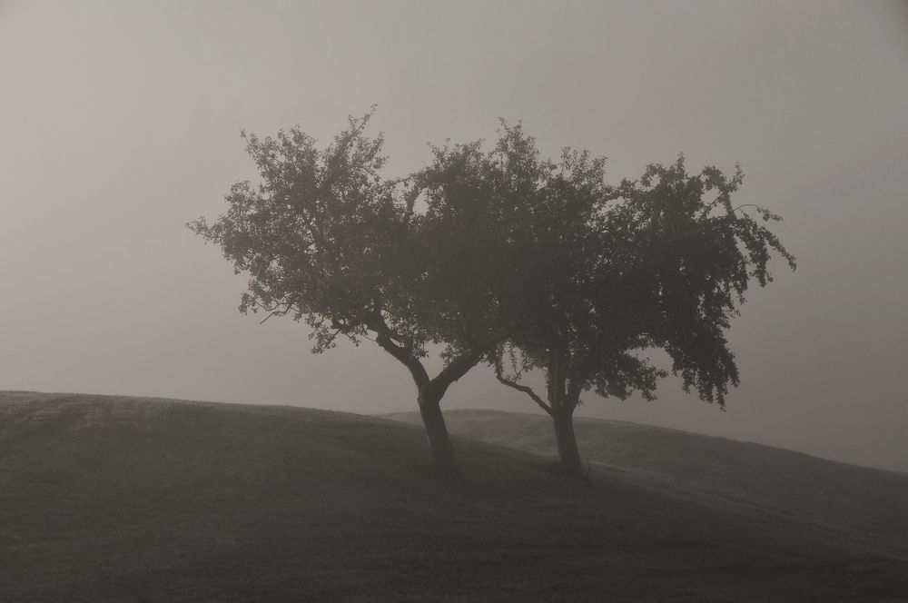 obstbäume im morgennebel