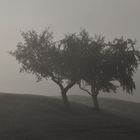 obstbäume im morgennebel