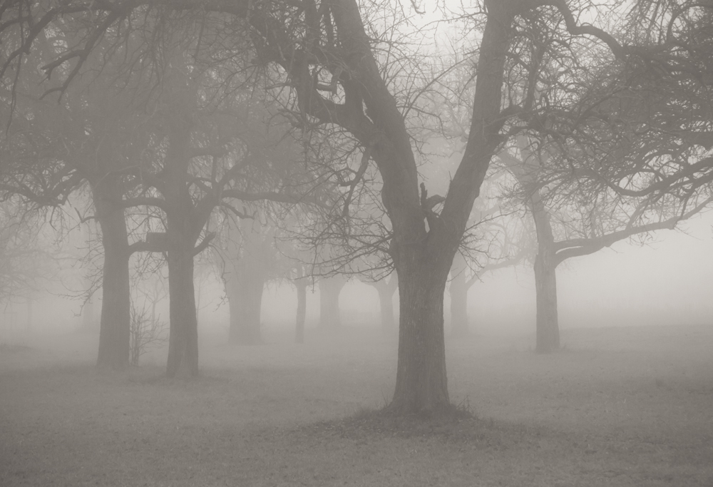 Obstbäume im Nebel