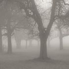 Obstbäume im Nebel
