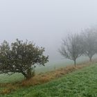 Obstbäume im Nebel