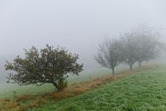 Obstbäume im Nebel