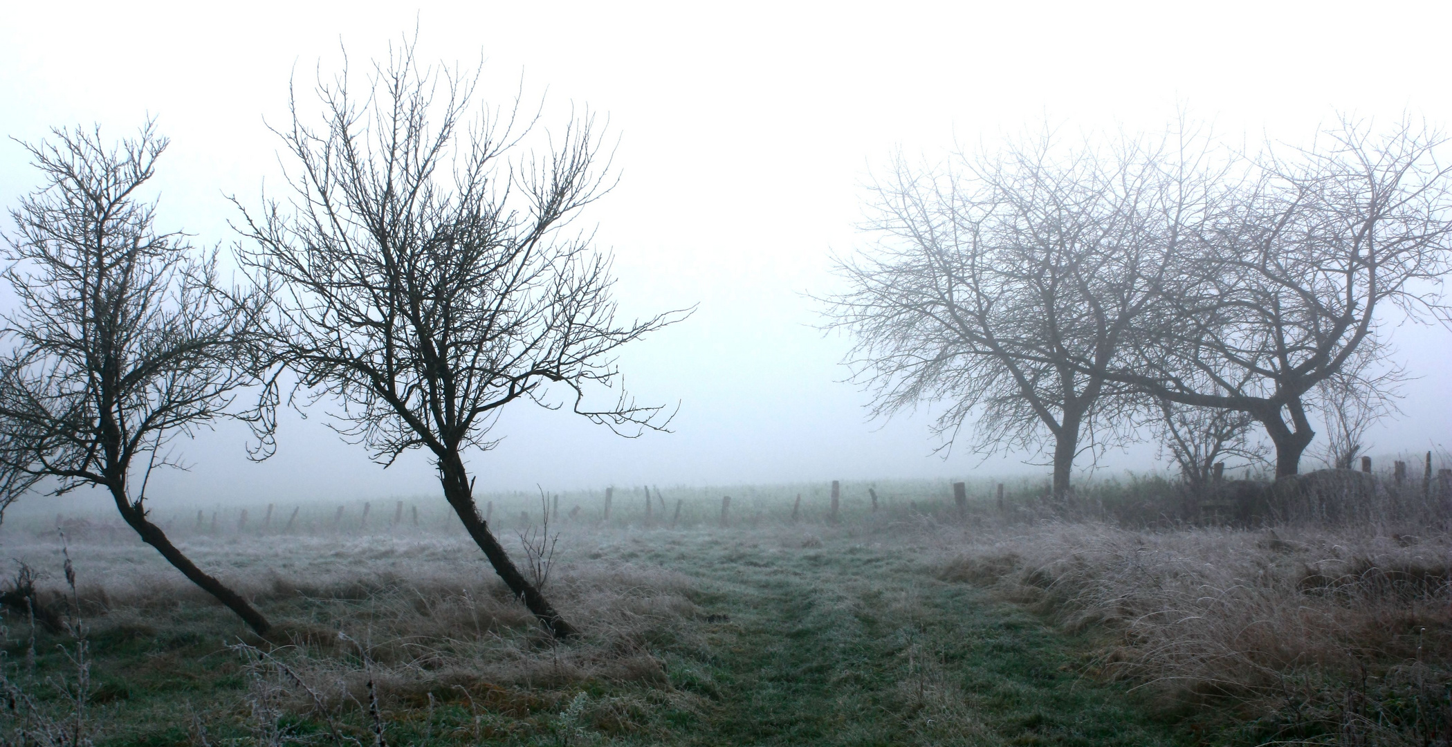 Obstbäume im Nebel