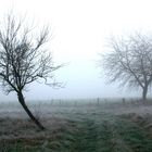 Obstbäume im Nebel