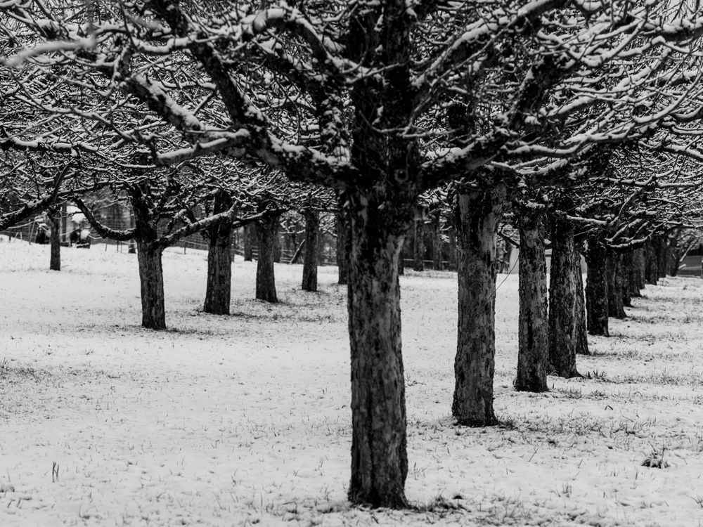 Obstbäume im Schnee