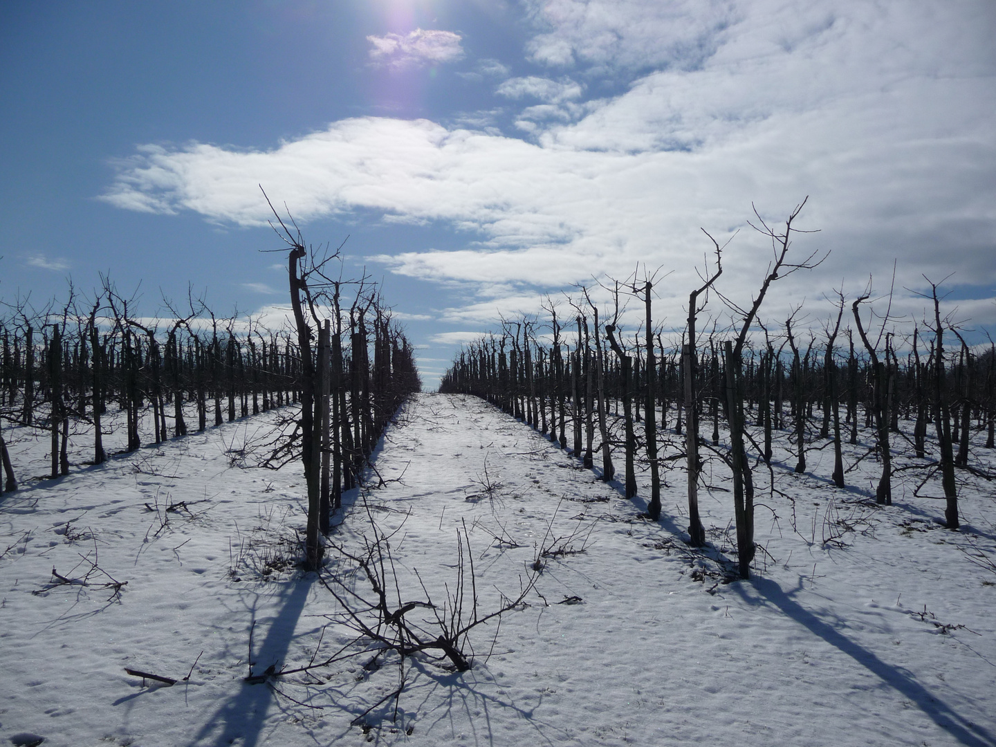 Obstbäume im Schnee