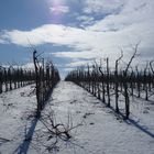 Obstbäume im Schnee