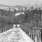 Obstbäume im Spalier im Winter