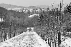 Obstbäume im Spalier im Winter