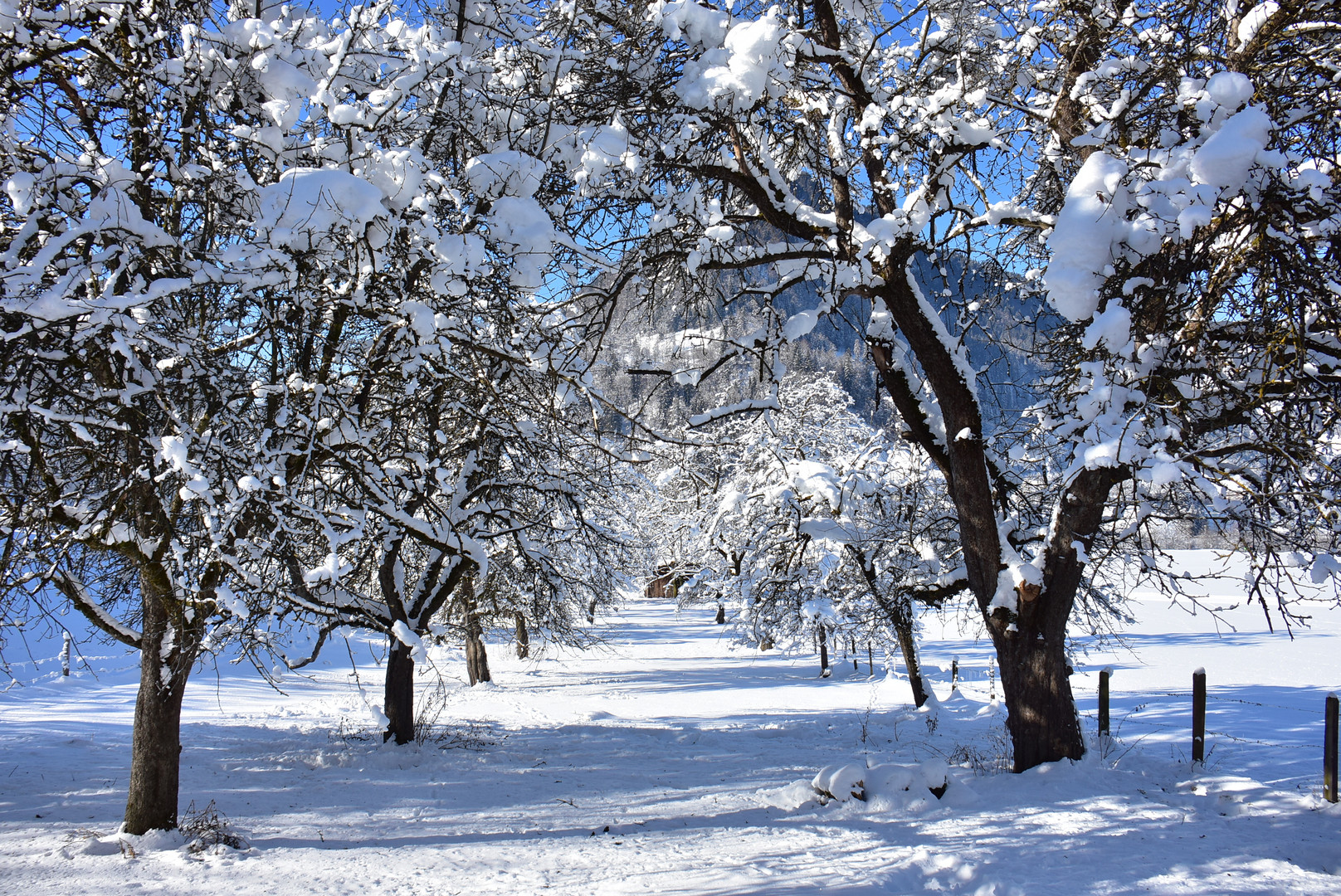 Obstbäume im Winter