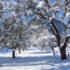 Obstbäume im Winter