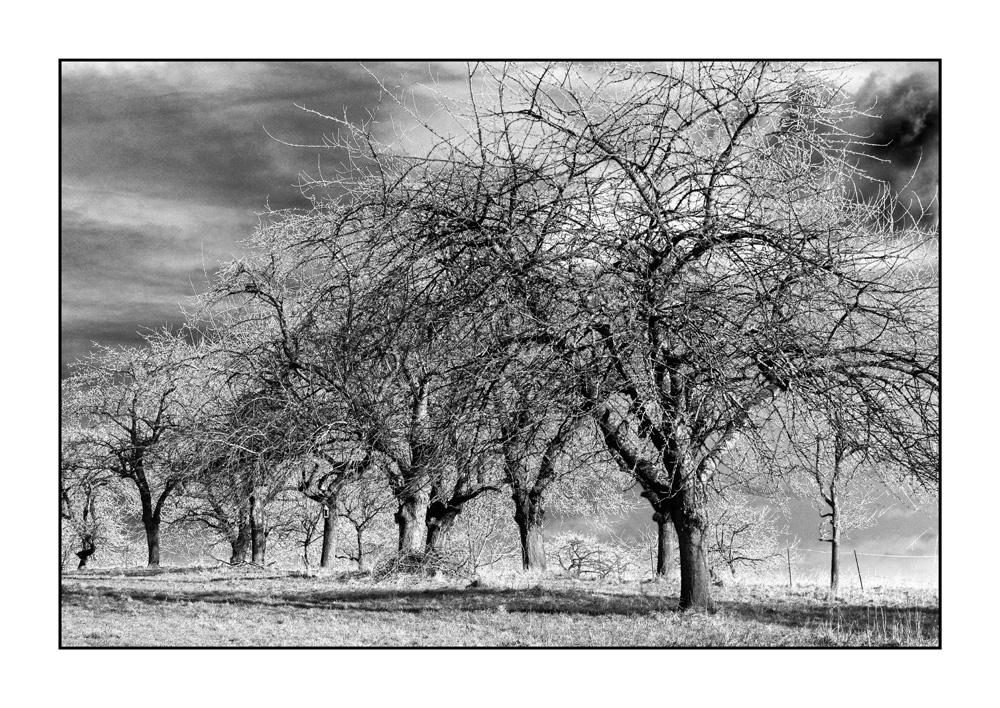 Obstbäume im Winter