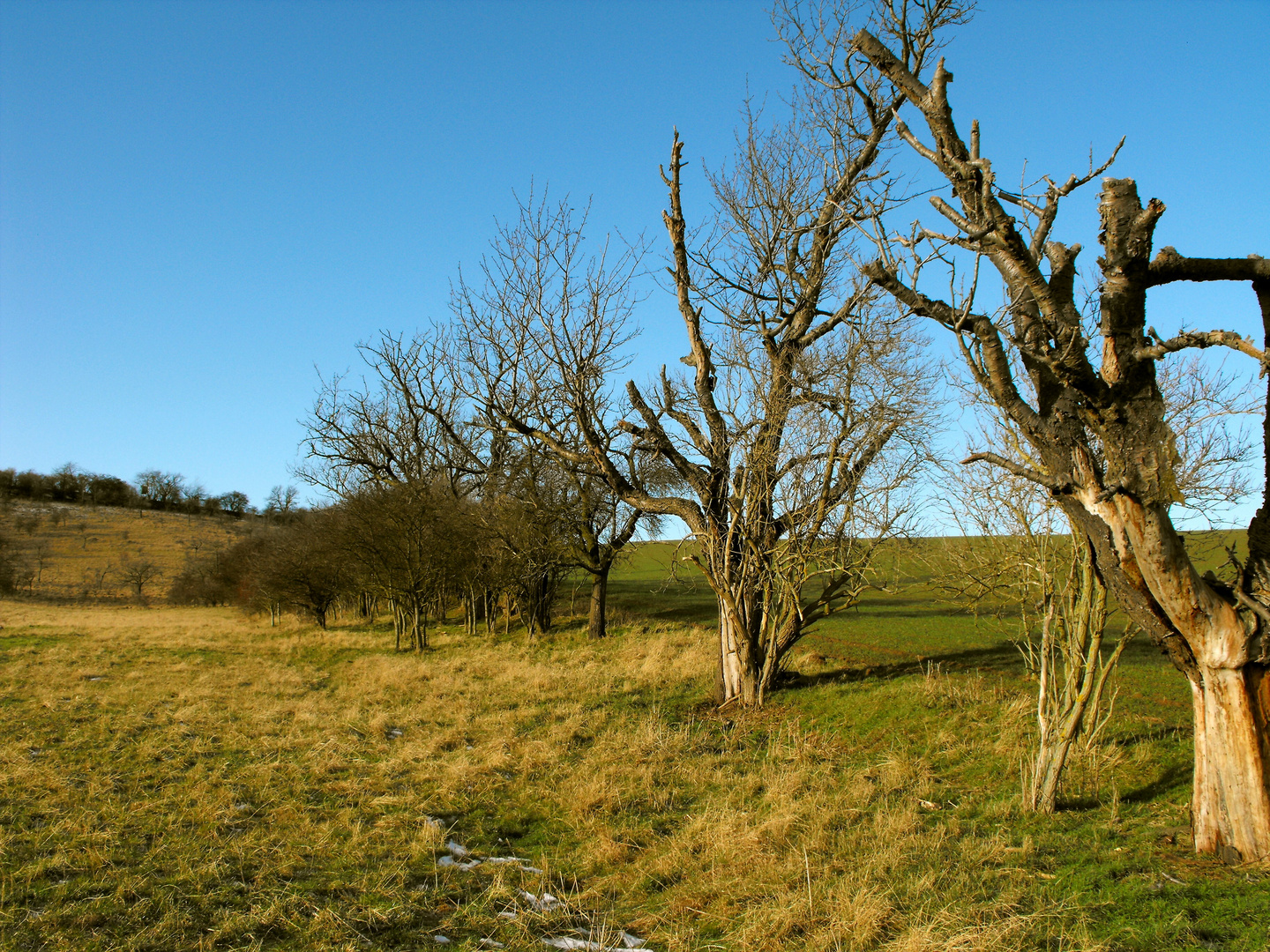 Obstbäume im Winter