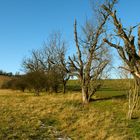 Obstbäume im Winter