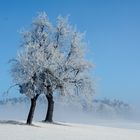 Obstbäume im Winter