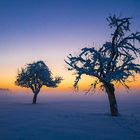 Obstbäume im winterlichen Sonnenuntergang