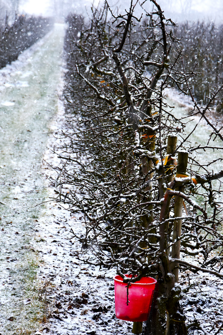 Obstbäume im Winterschlaf