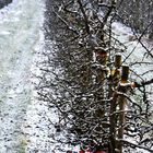 Obstbäume im Winterschlaf