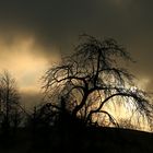 Obstbäume in Allensbach im Morgenlicht