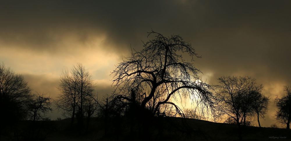 Obstbäume in Allensbach im Morgenlicht