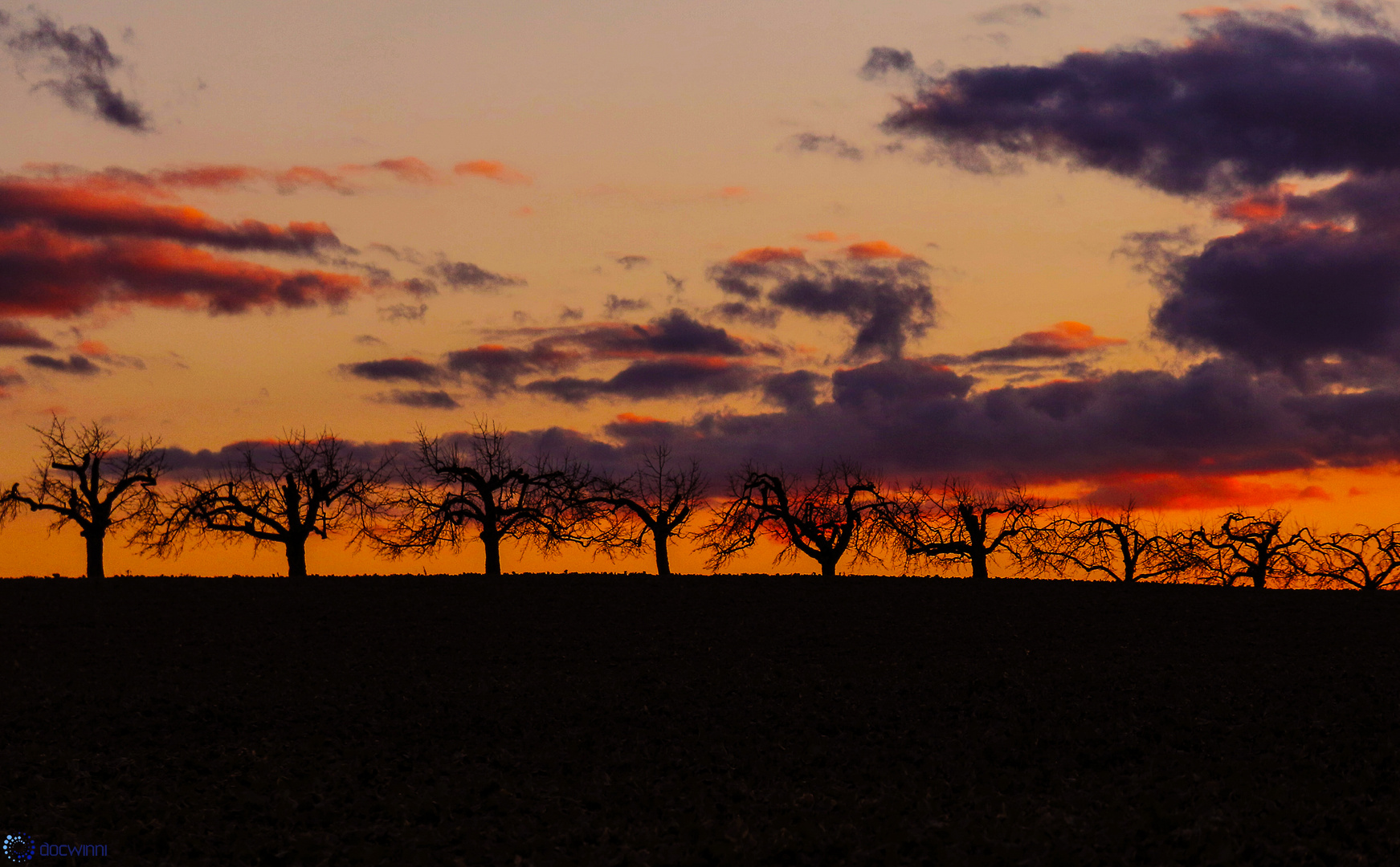 Obstbäume in der Flur Im Abendlicht