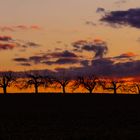 Obstbäume in der Flur Im Abendlicht