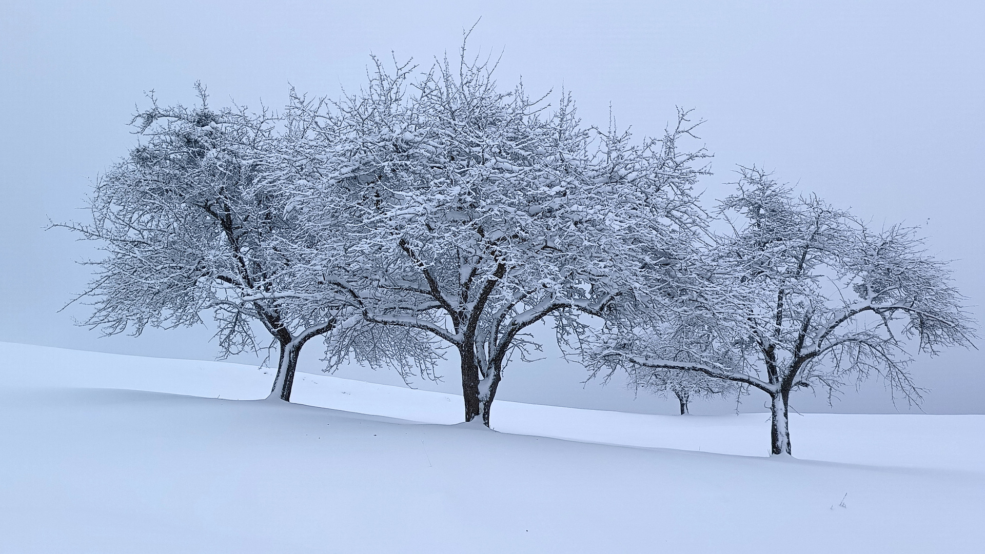 Obstbäume in herrlicher Schneelandschaft