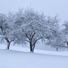 Obstbäume in herrlicher Schneelandschaft