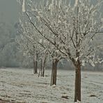 Obstbäume tragen auch im Winter schwer