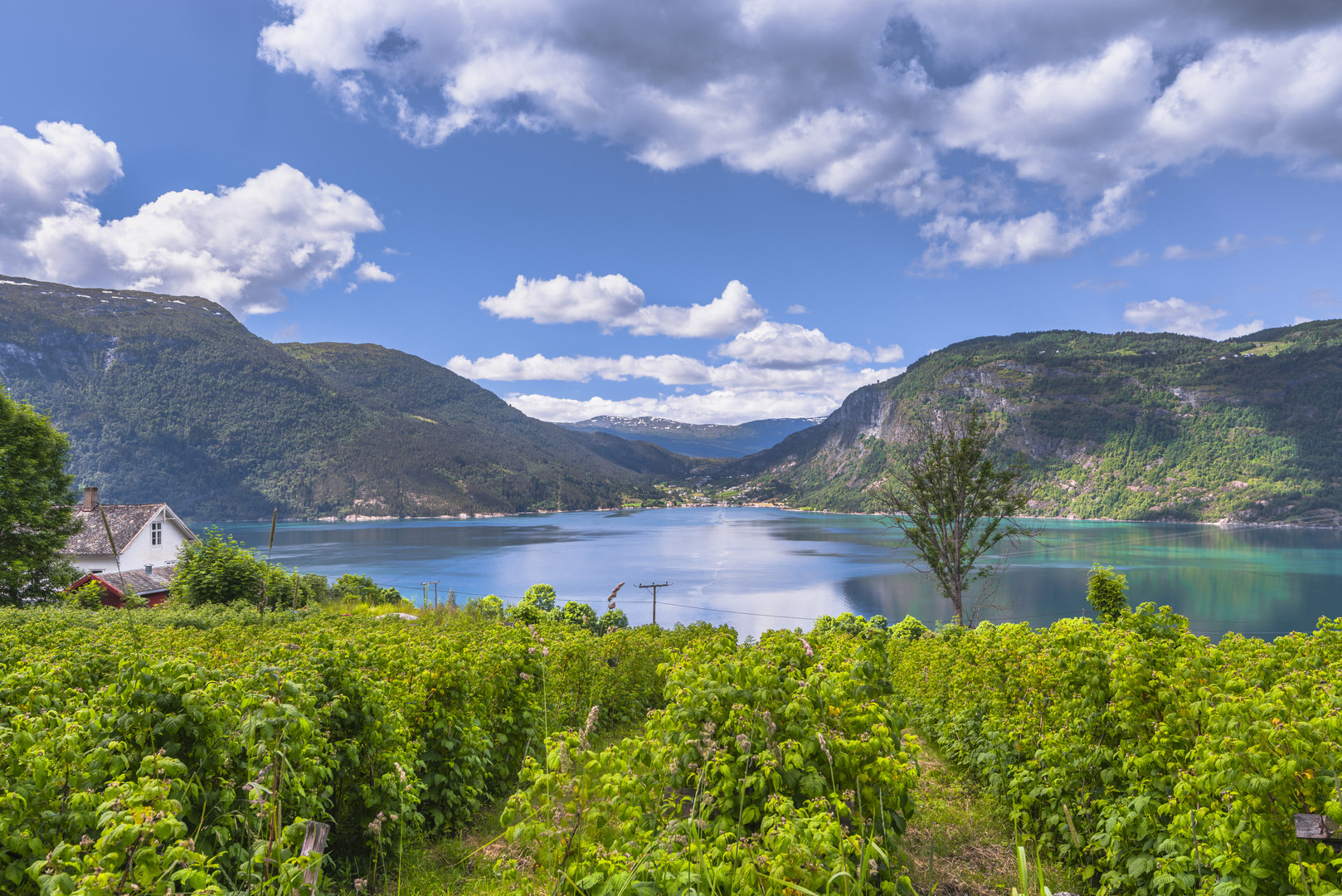 Obstbau am Lustrafjord