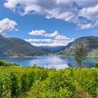 Obstbau am Lustrafjord