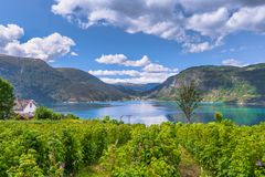 Obstbau am Lustrafjord