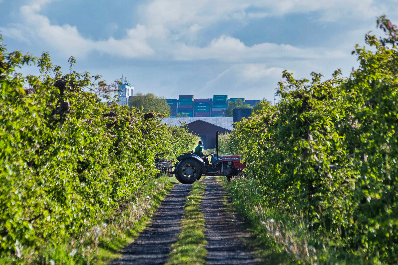 Obstbau im Alten Land an der Elbe