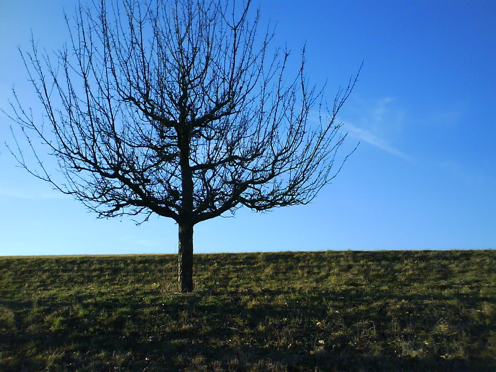 Obstbaum 