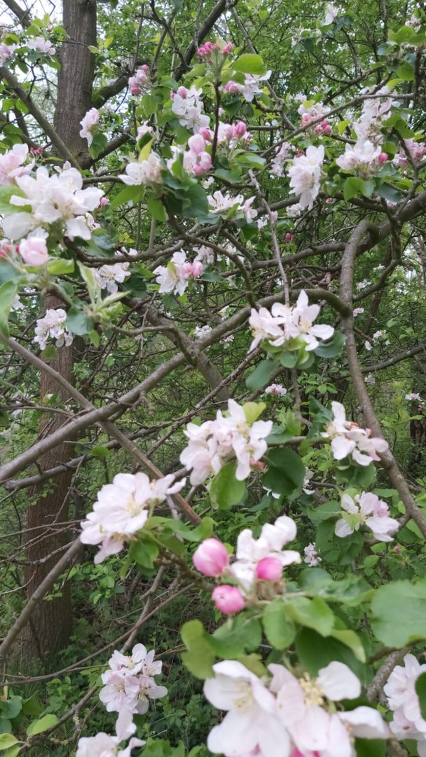 Obstbaum