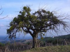 Obstbaum