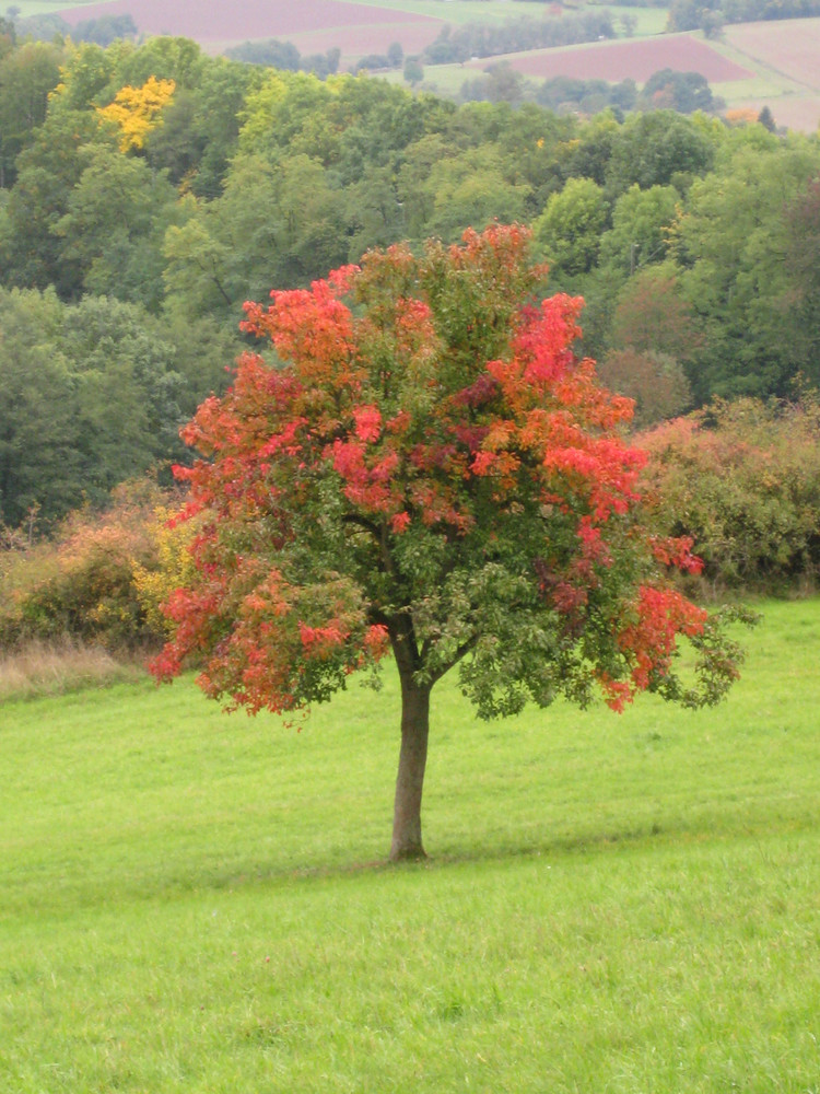 58+ Obstbaum Umpflanzen Jahreszeit, Aber es ist auch möglich, alle