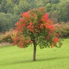 Obstbaum