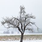 Obstbaum-48938-20210117