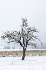 Obstbaum-48938-20210117