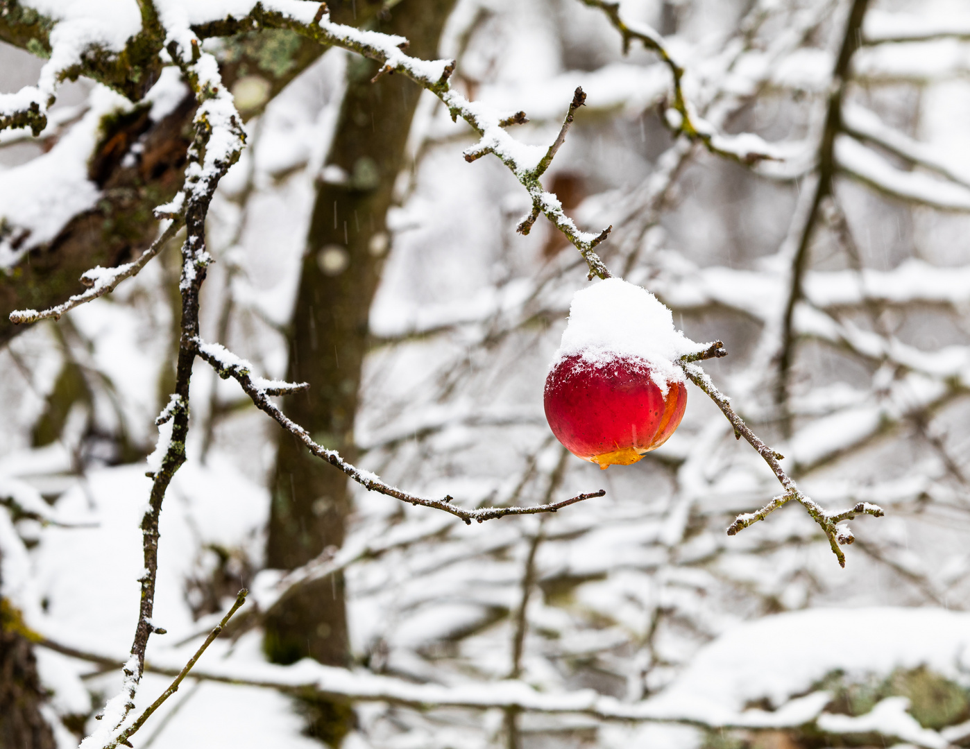 Obstbaum-48951-20210117