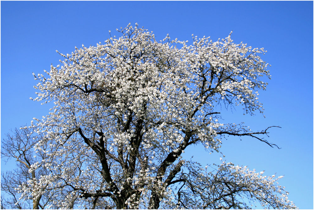 Obstbaum