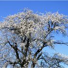 Obstbaum