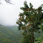 ..Obstbaum..