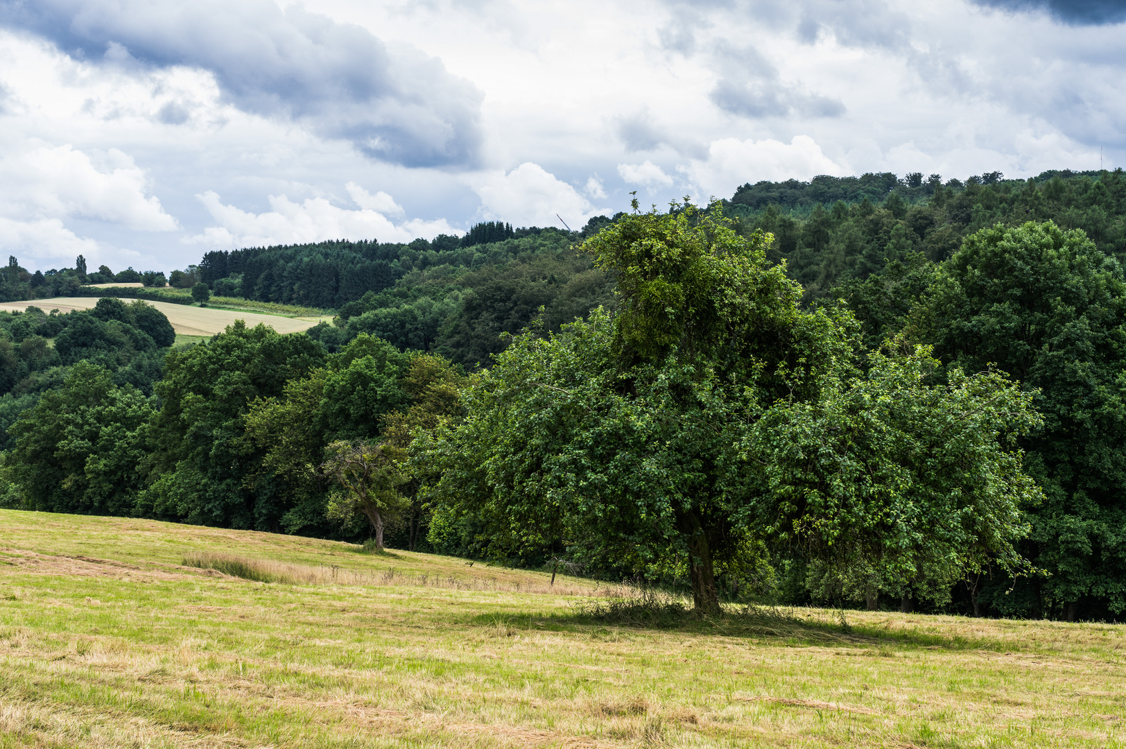 Obstbaum