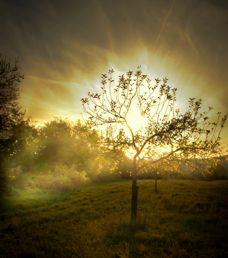 Obstbaum