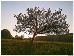 Obstbaum